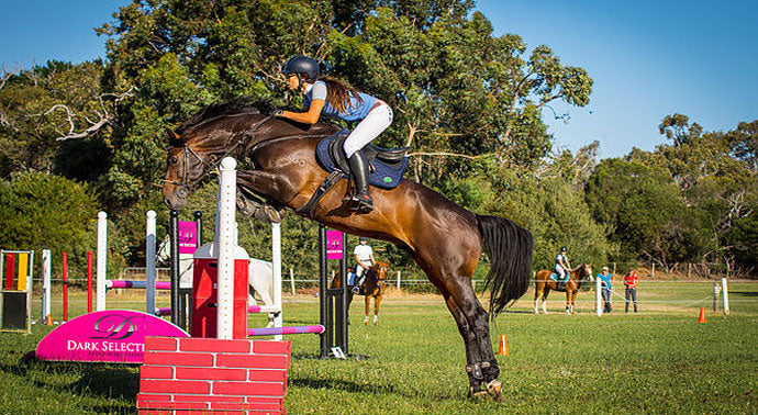 Breeding the Show Jumper: Holsteiner Vs Hanoverian