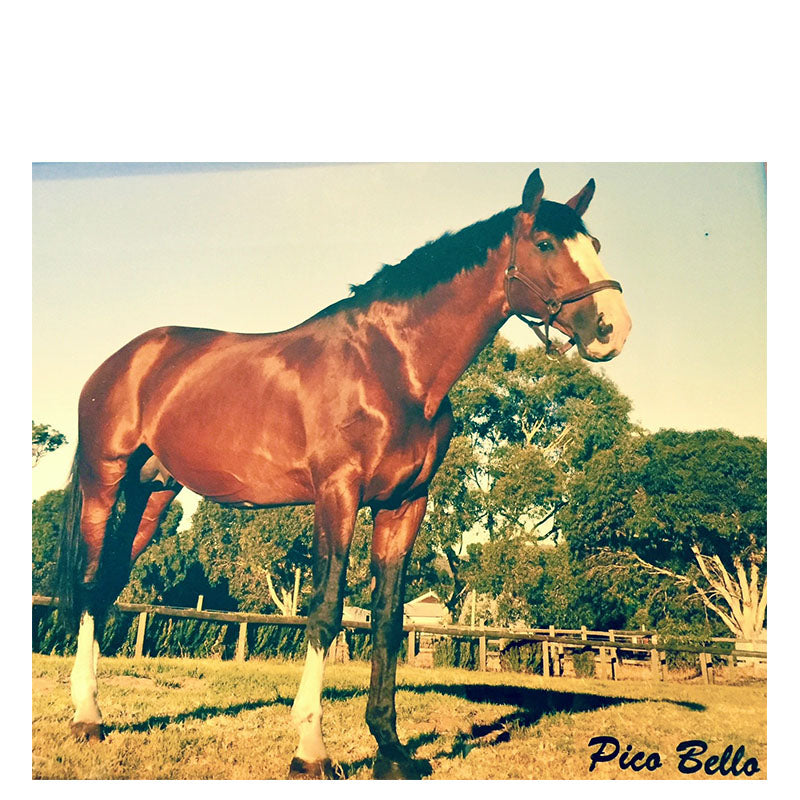 Stamping his hoof print: Pico Bello