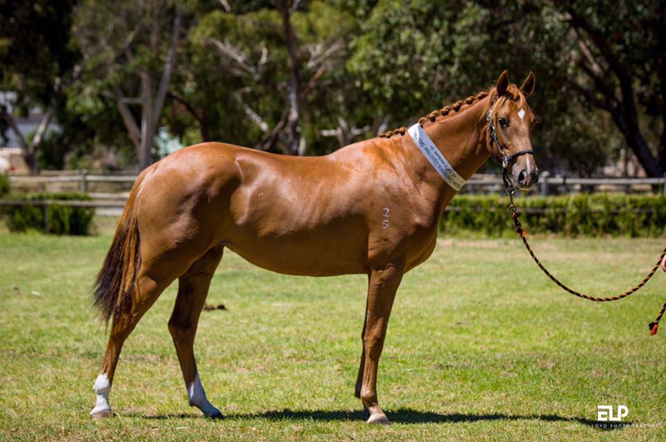 Rising Stars at the 2018 ACE Warmblood Assessment!