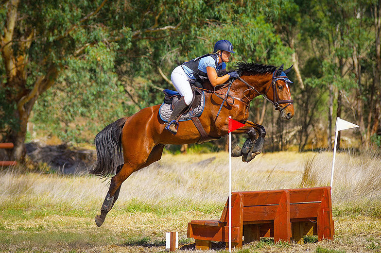 Why Buy a Purpose Bred Performance Horse?