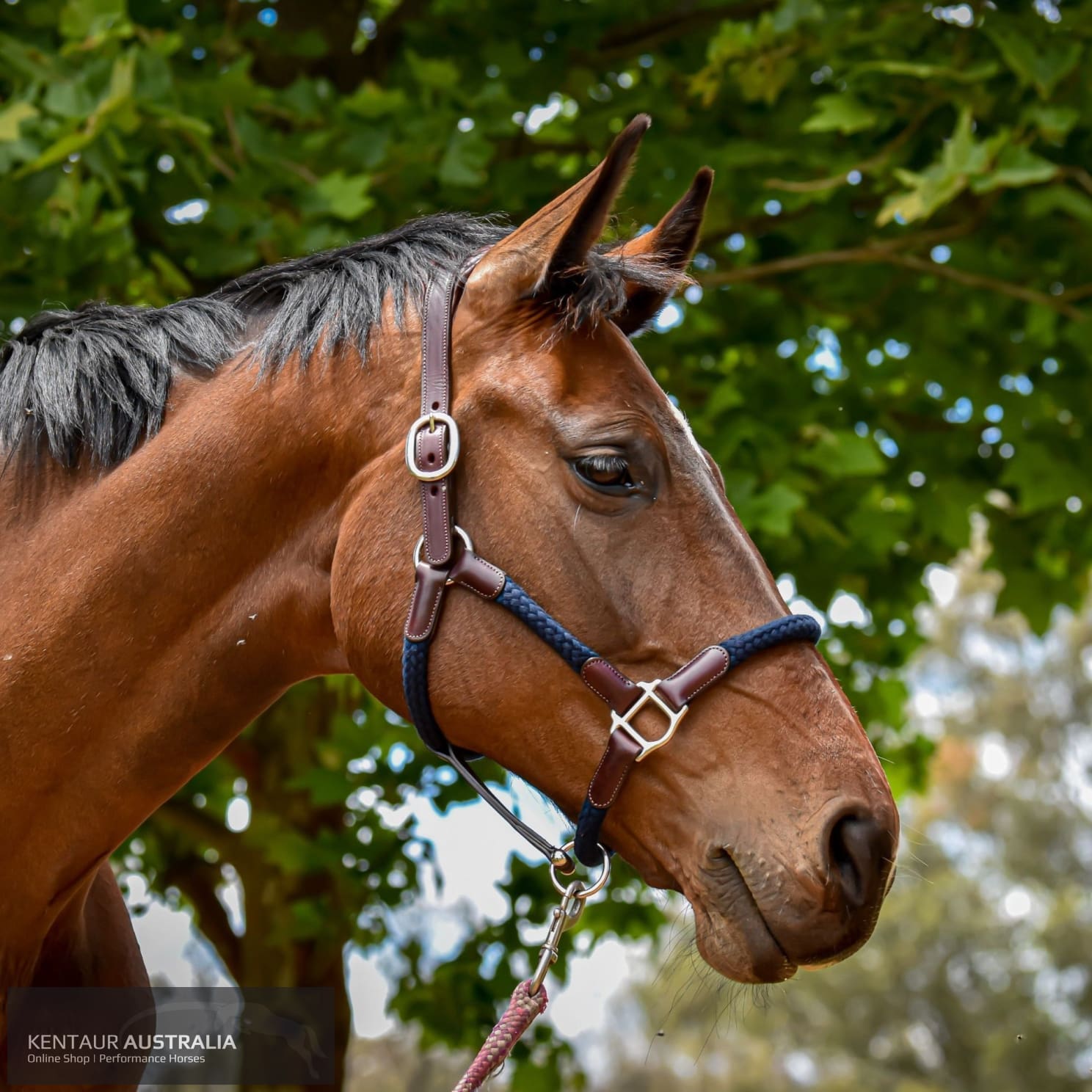 Cavaletti Tara Halter Black Leather w/ Red Cord / Full Halters & Flyveils