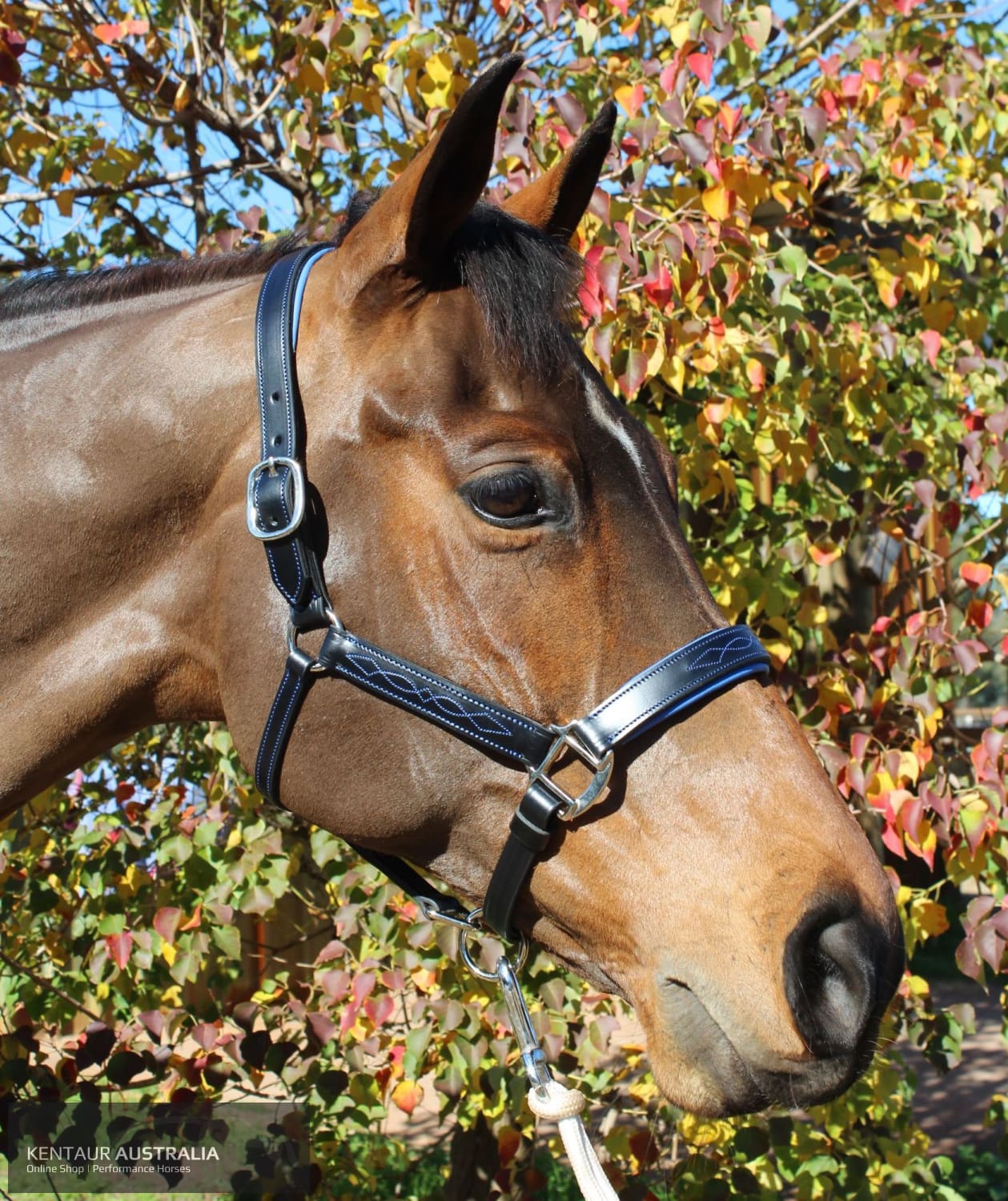 Kentaur ’Coloured’ Leather Halter Black / Full / Blue Halters &amp; Flyveils