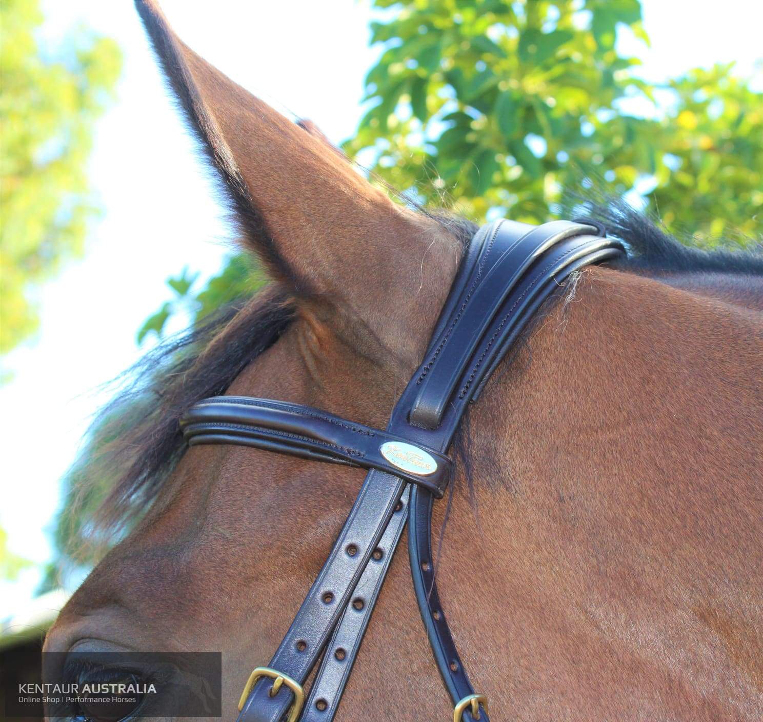 Kentaur Comfort Poll Bridle Brown / Full Bridles