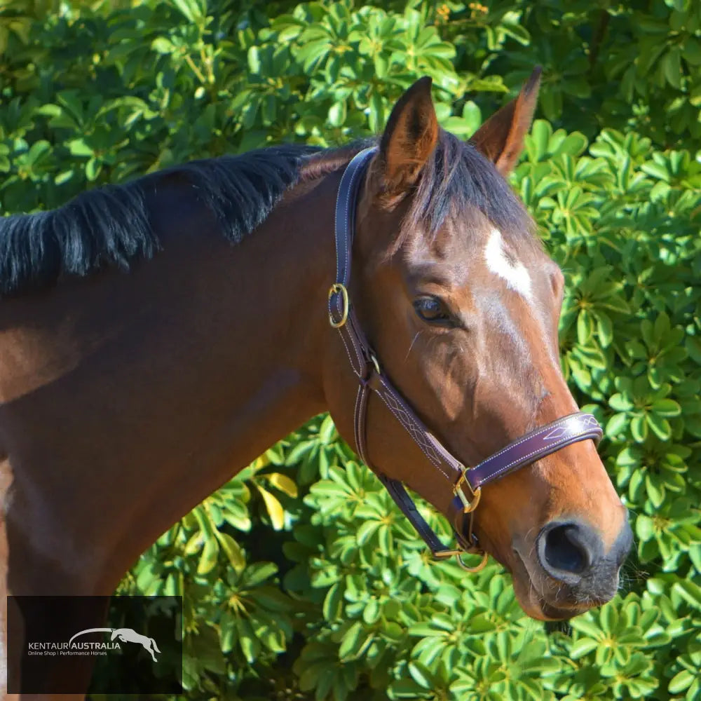 Kentaur Leather Halter With Stitching Halters & Flyveils