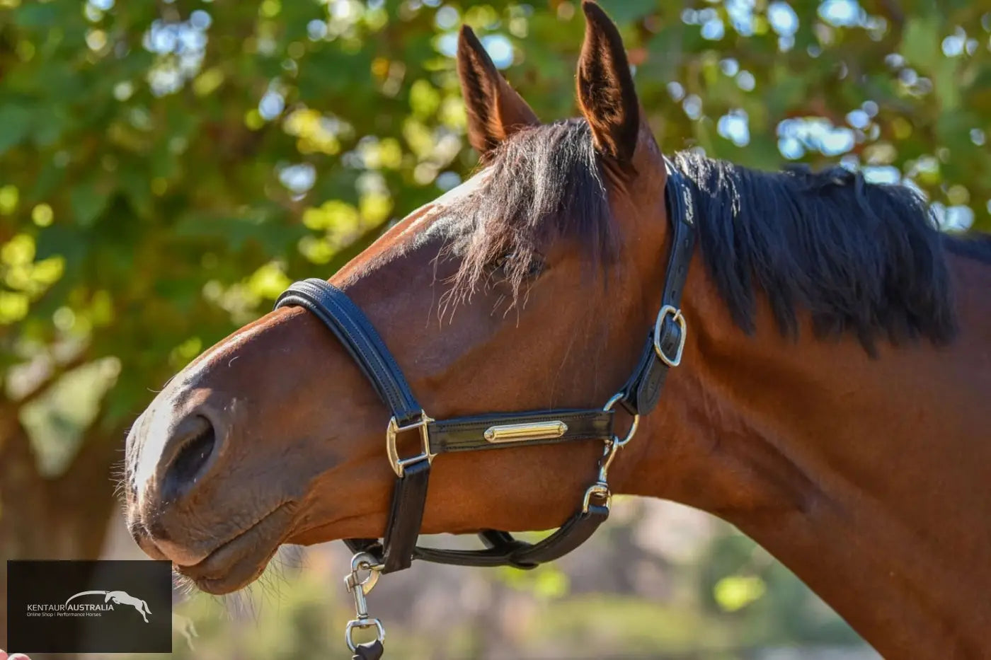Kentaur Leather Name Plate Halter Halters & Flyveils