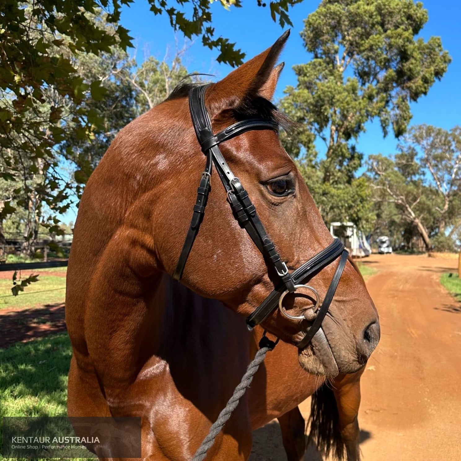 Kentaur ’Savannah’ Bridle Black / Cob Bridles