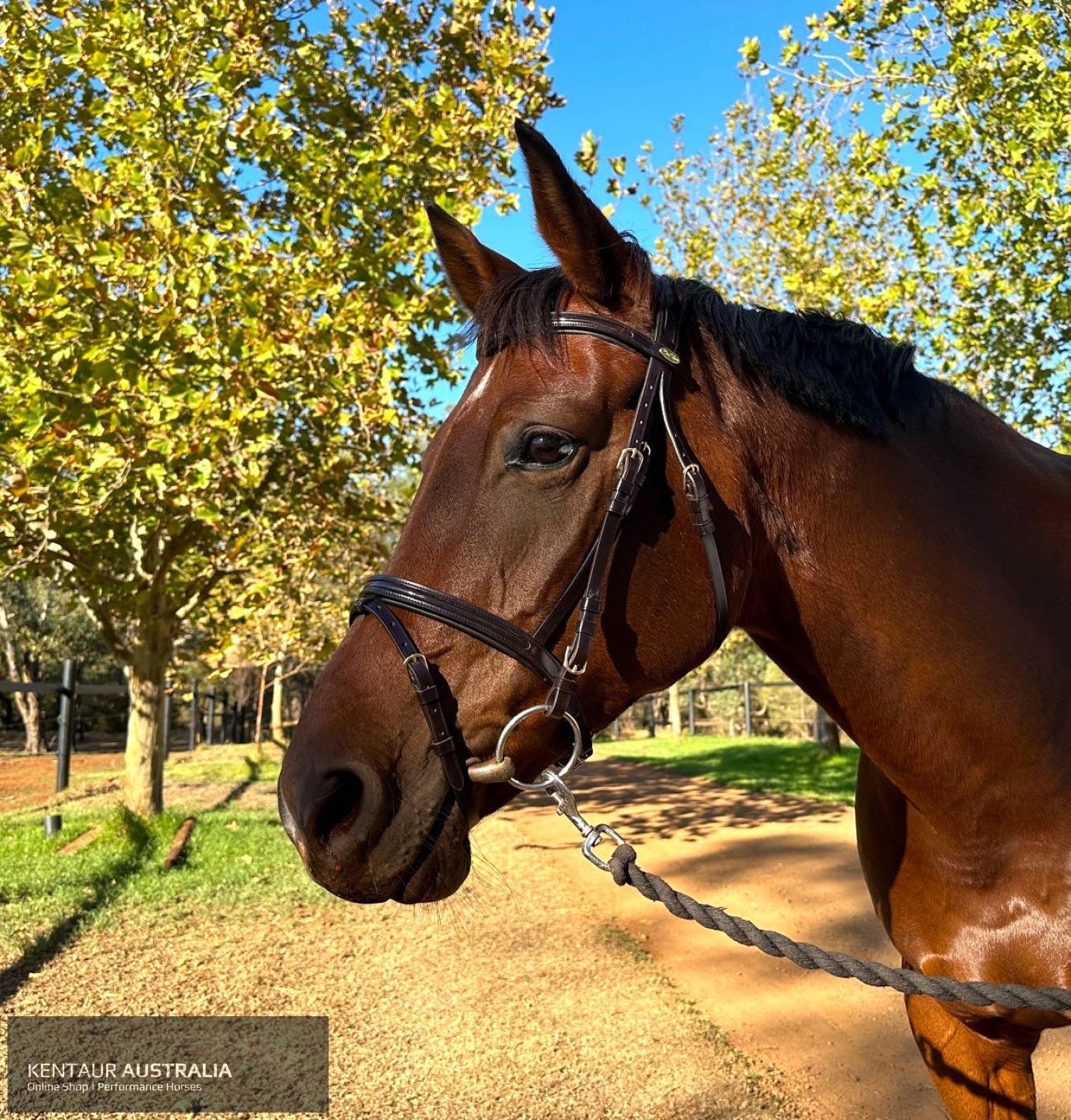 Kentaur ’Savannah’ Bridle Brown / Cob Bridles