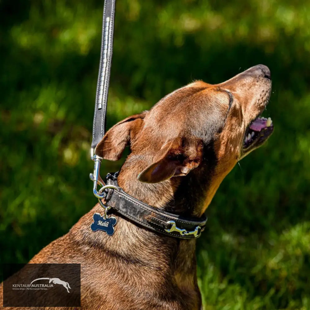 Kentaur ’Semi-Roll’ Dog lead Black Dog Lead