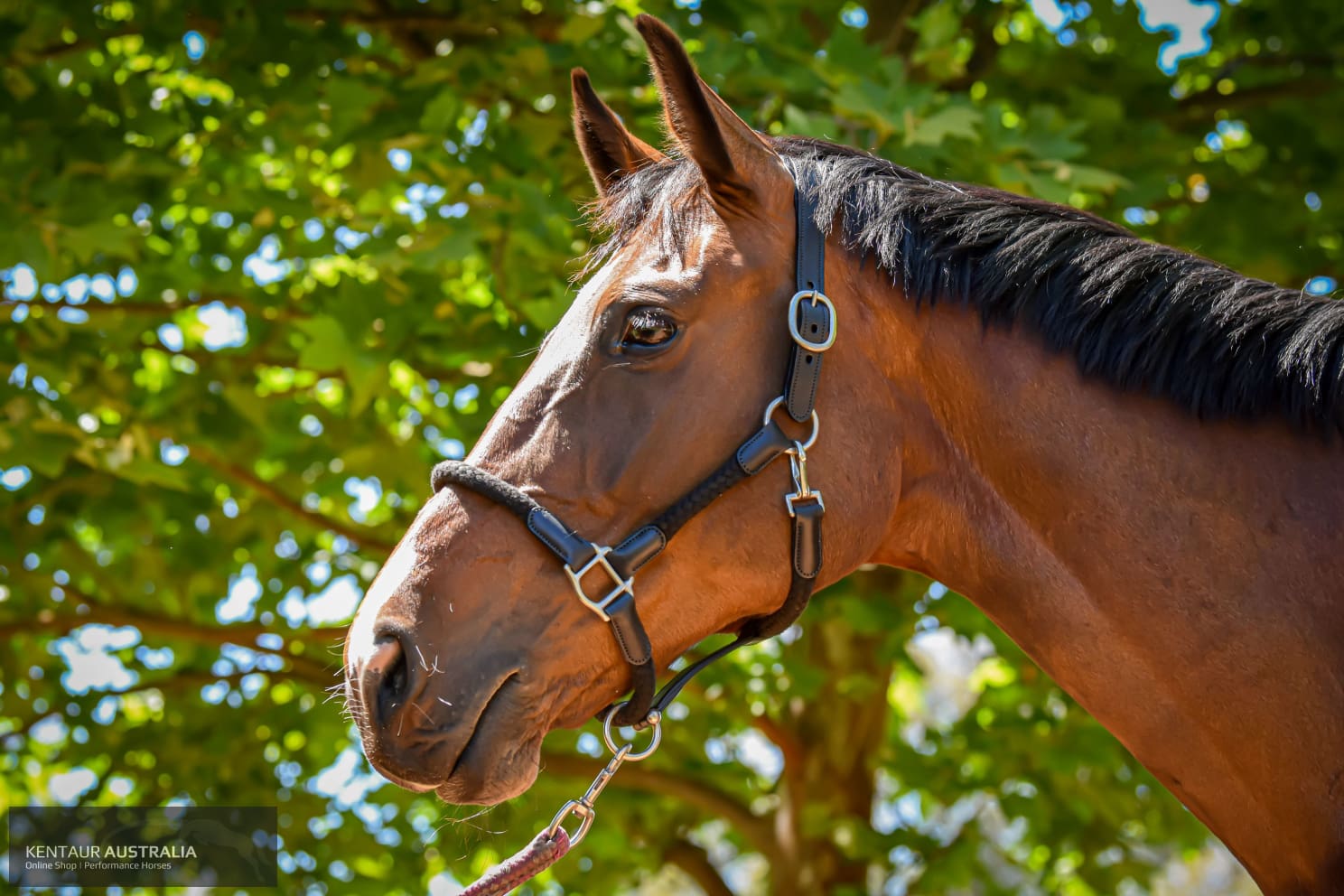 Cavaletti Tara Halter Halters & Flyveils