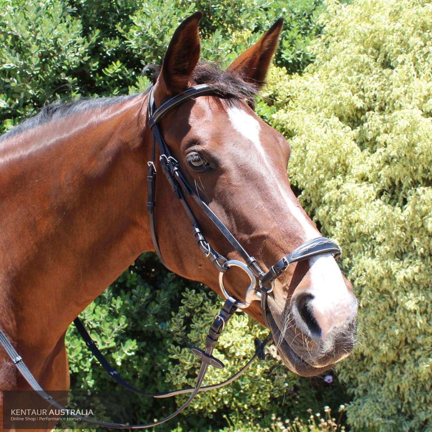 Kentaur Annie Drop Noseband Bridle Black / Pony Bridles