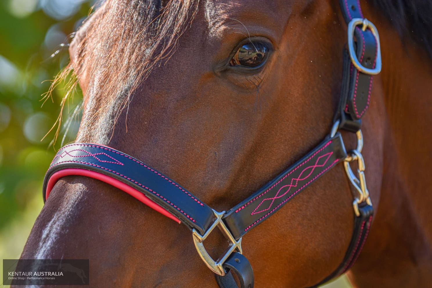 Kentaur ’Coloured’ Leather Halter Halters &amp; Flyveils