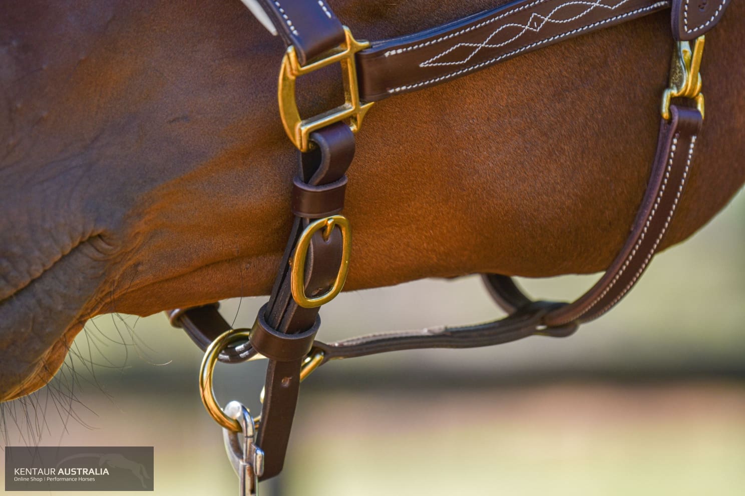 Kentaur ’Coloured’ Leather Halter Halters &amp; Flyveils