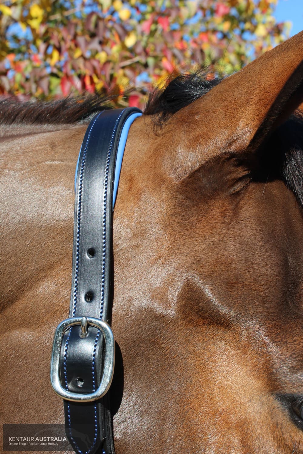 Kentaur ’Coloured’ Leather Halter Halters &amp; Flyveils