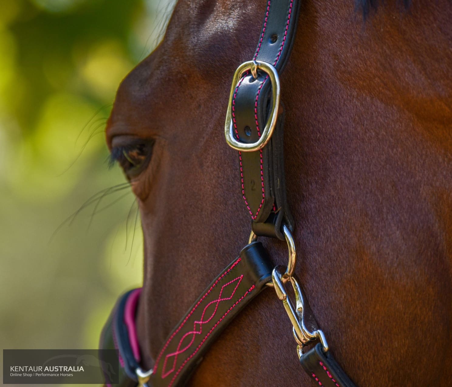 Kentaur ’Coloured’ Leather Halter Halters &amp; Flyveils