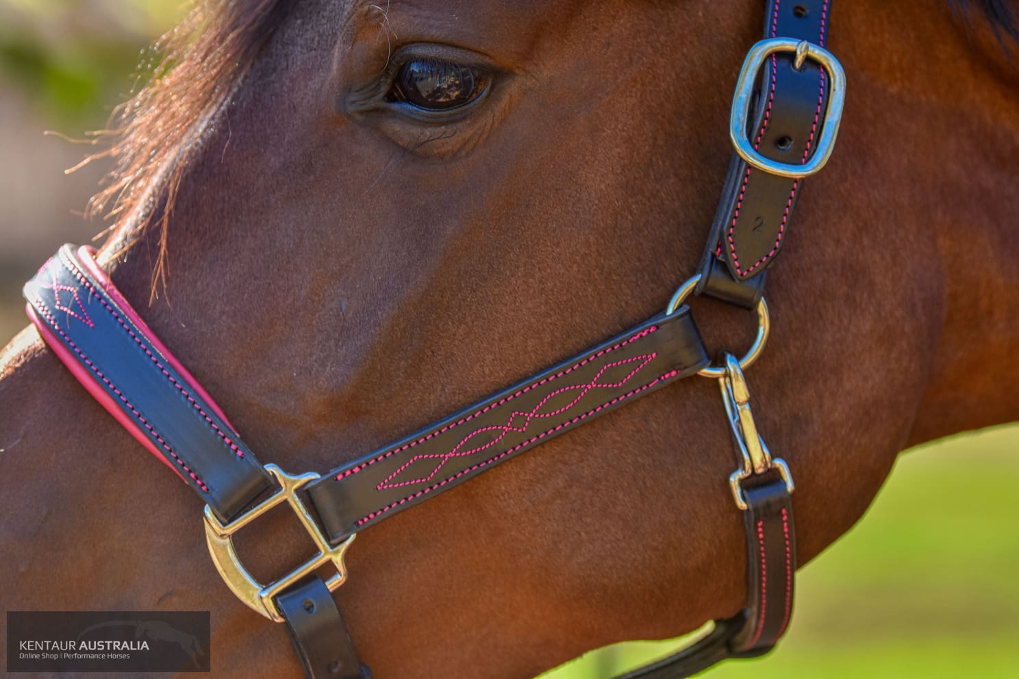 Kentaur ’Coloured’ Leather Halter Halters &amp; Flyveils