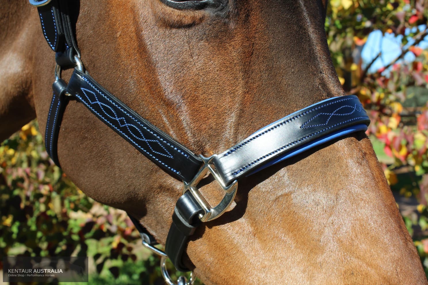 Kentaur ’Coloured’ Leather Halter Halters &amp; Flyveils