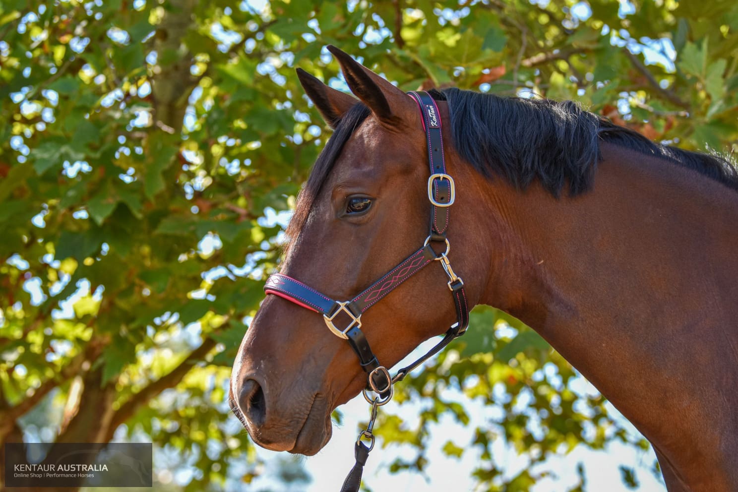 Kentaur ’Coloured’ Leather Halter Halters &amp; Flyveils