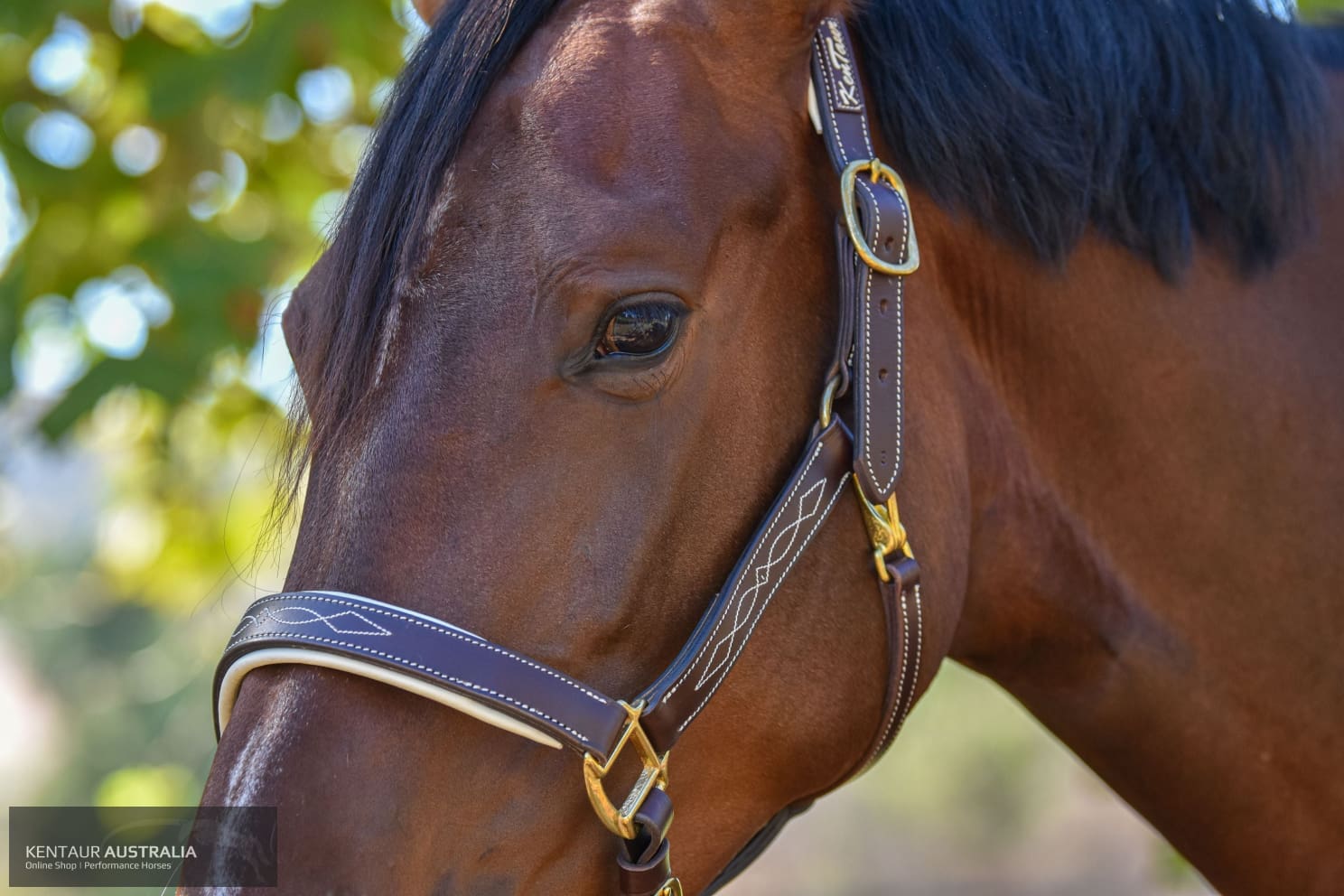 Kentaur ’Coloured’ Leather Halter Halters &amp; Flyveils