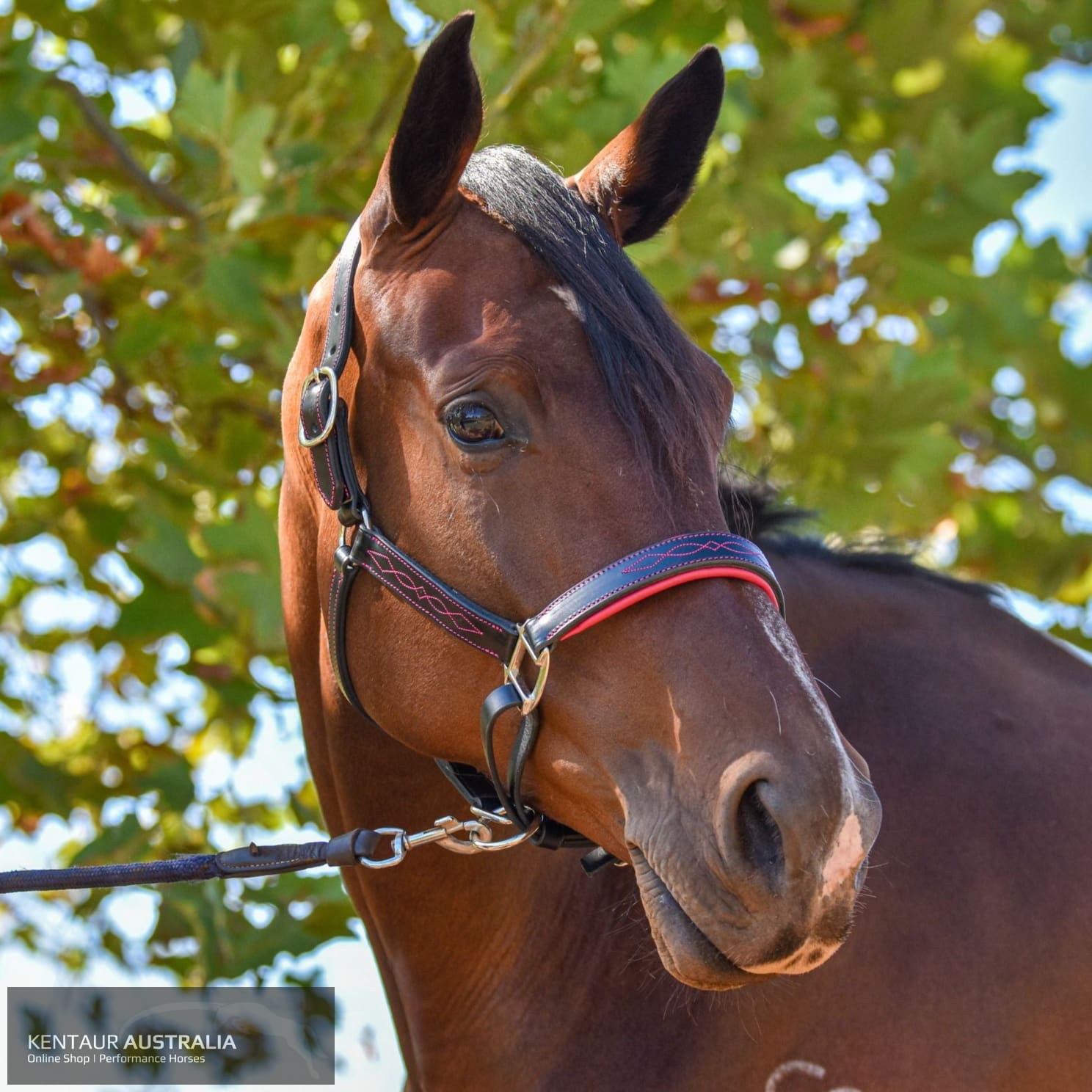 Kentaur ’Coloured’ Leather Halter Black / Full / Pink Halters & Flyveils
