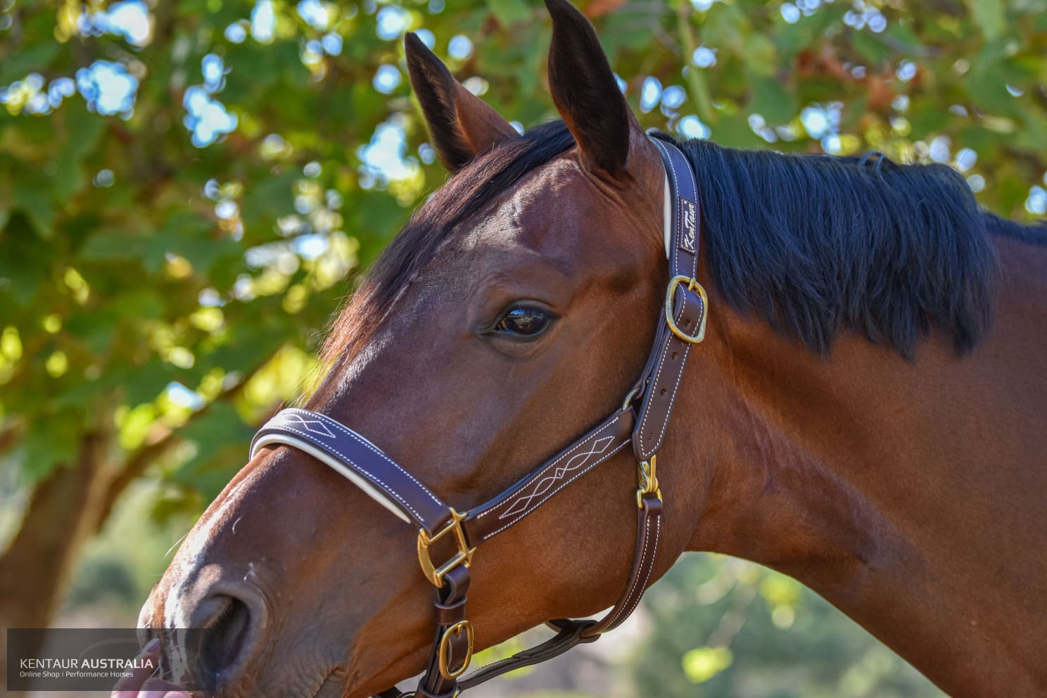 Kentaur ’Coloured’ Leather Halter Dark Brown / Full / White Halters & Flyveils