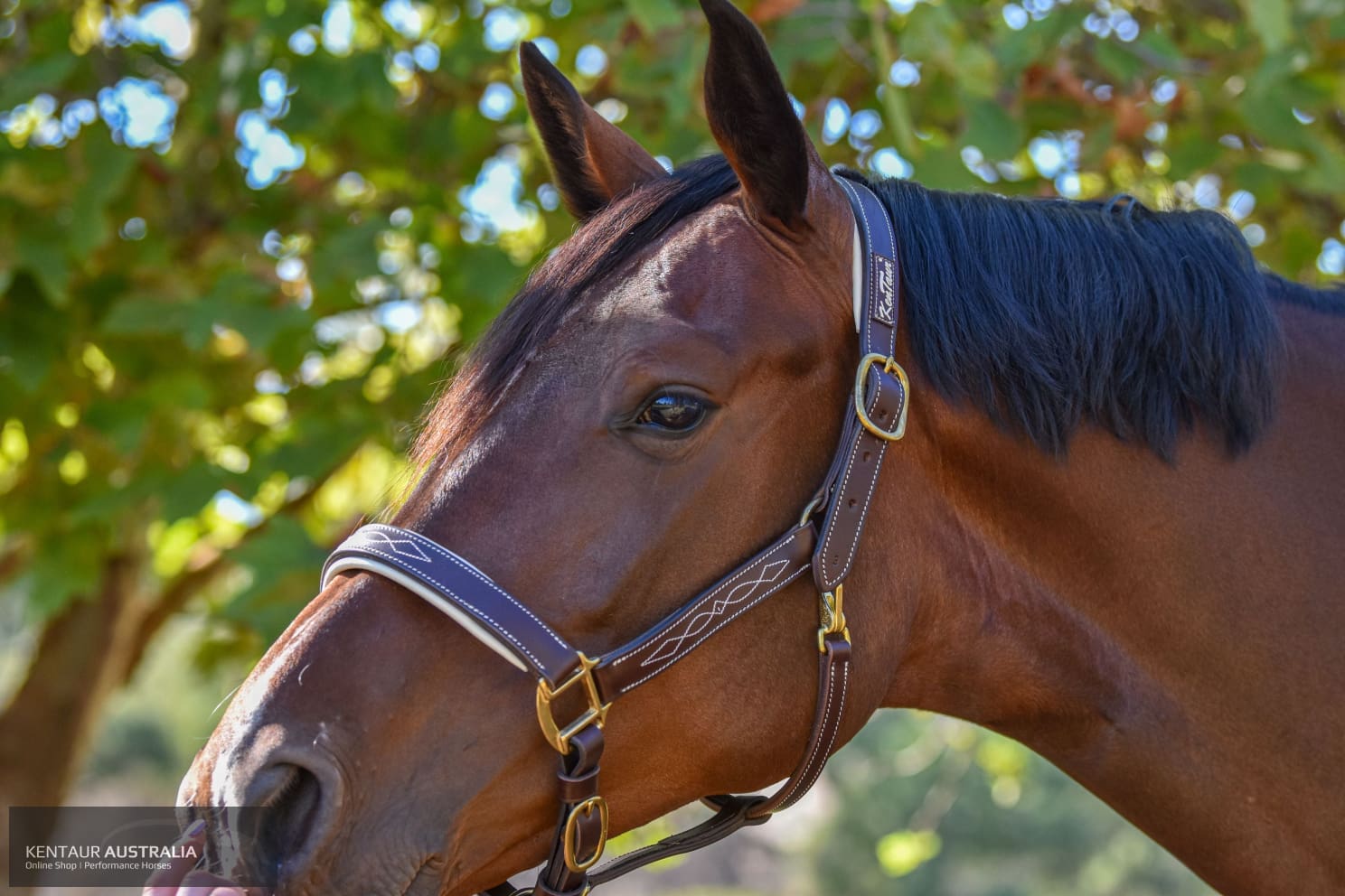 Kentaur ’Coloured’ Leather Halter Dark Brown / Full / White Halters &amp; Flyveils