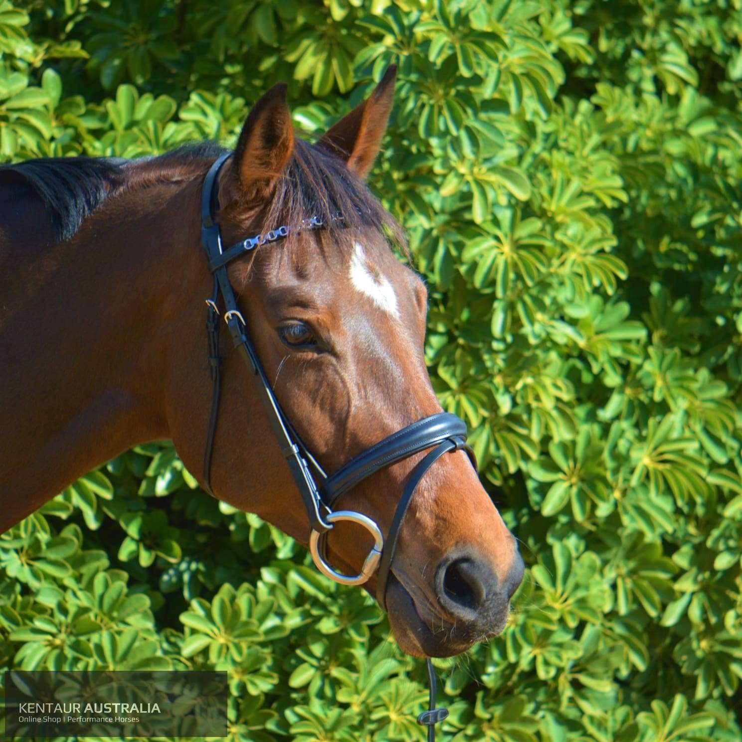 Kentaur Hanoverian Bridle With Chain Link Browband Bridles