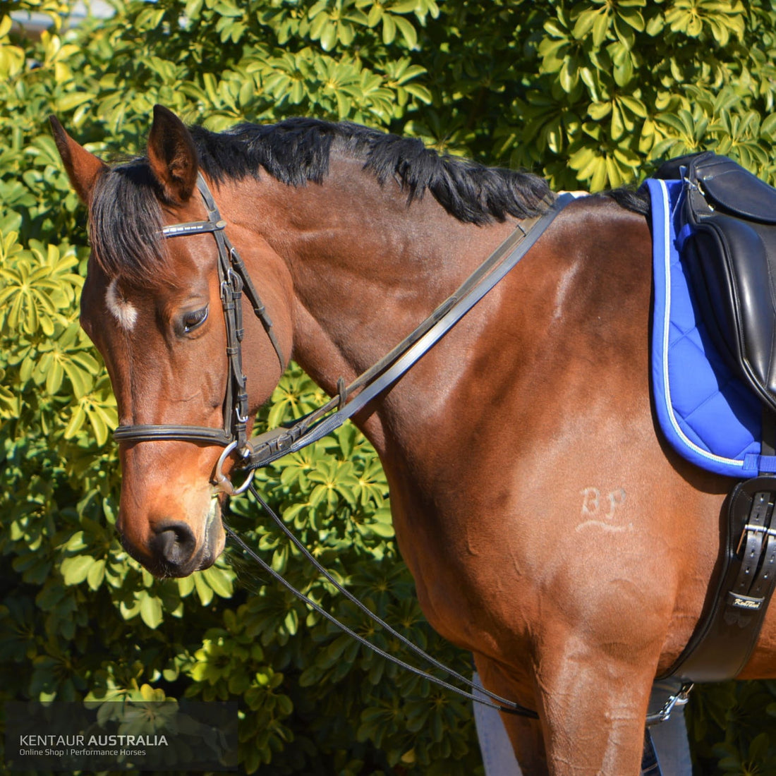 Kentaur Draw Reins With Rope Training Aids