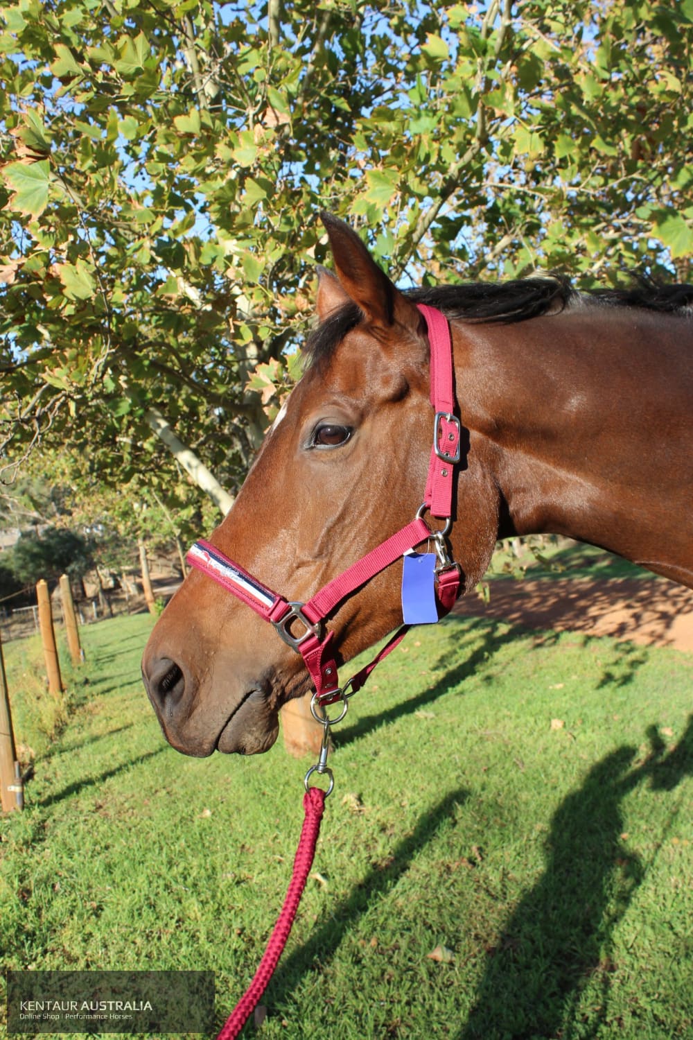 Kentaur ’Fleece’ Halter Halters &amp; Flyveils