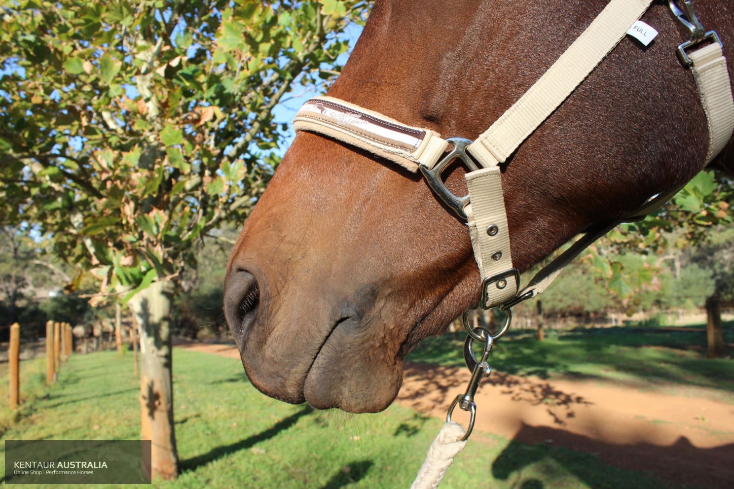 Kentaur ’Fleece’ Halter Halters &amp; Flyveils