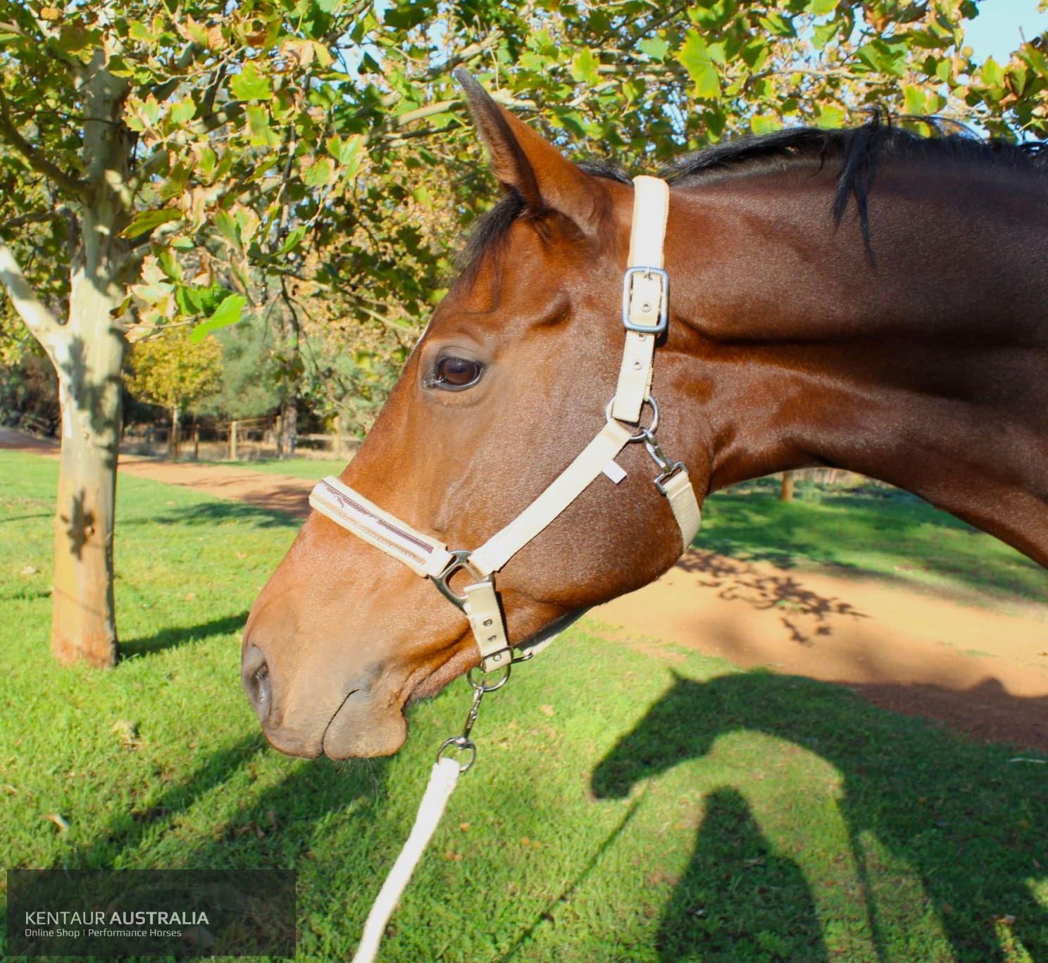 Kentaur ’Fleece’ Halter Full / Beige Halters & Flyveils