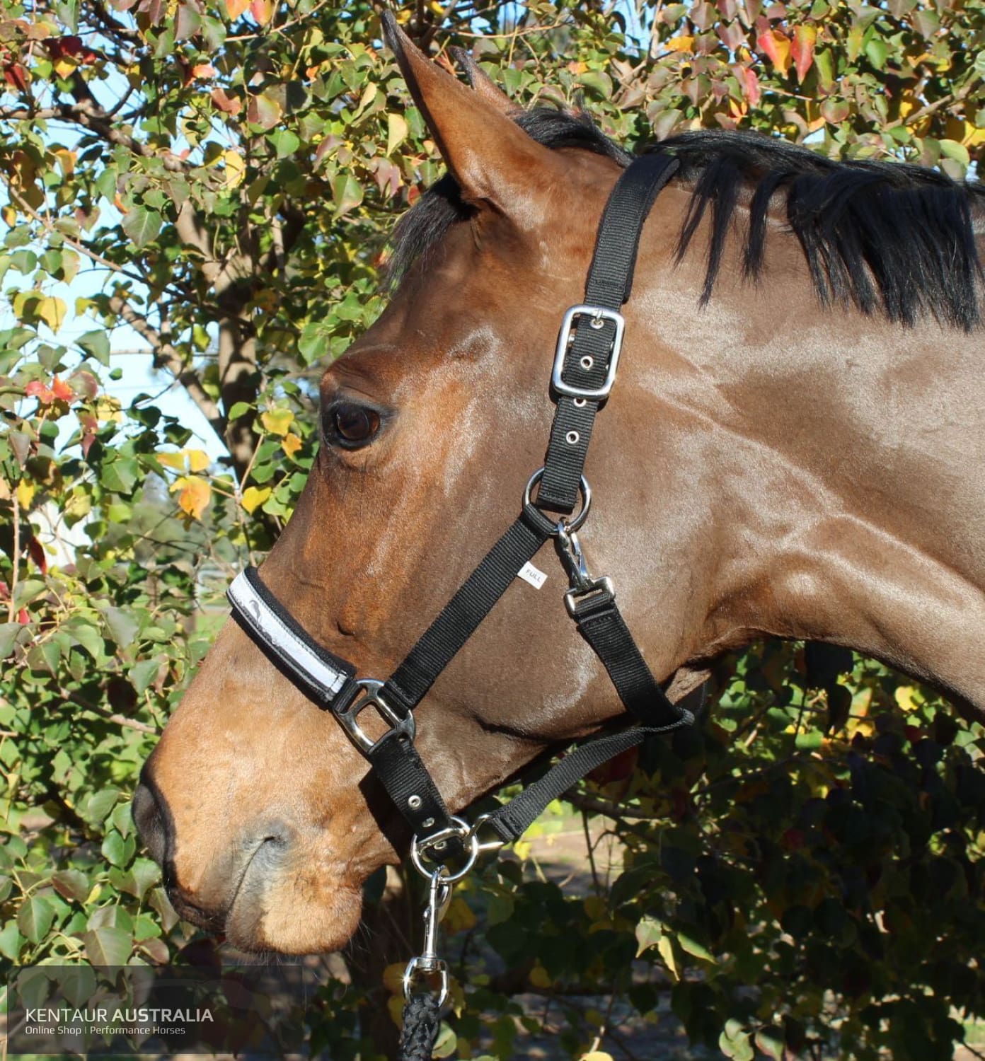 Kentaur ’Fleece’ Halter Full / Black Halters &amp; Flyveils