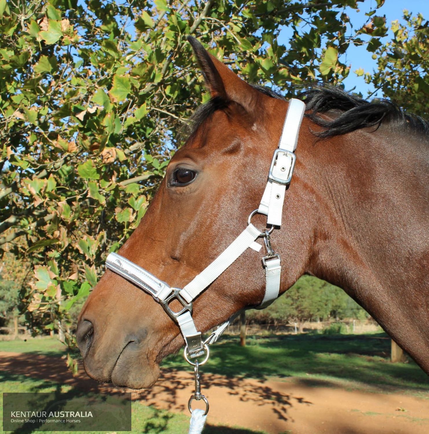 Kentaur ’Fleece’ Halter Full / Grey Halters &amp; Flyveils