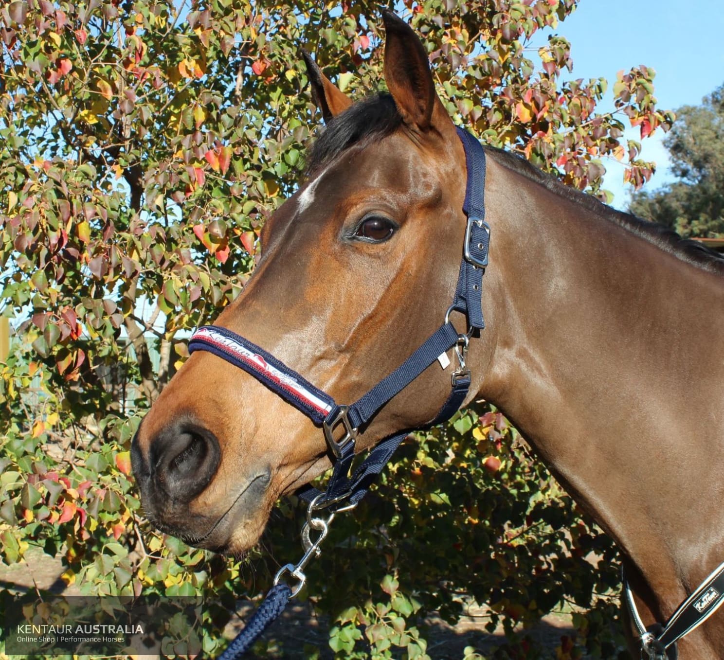 Kentaur ’Fleece’ Halter Full / Navy Halters &amp; Flyveils