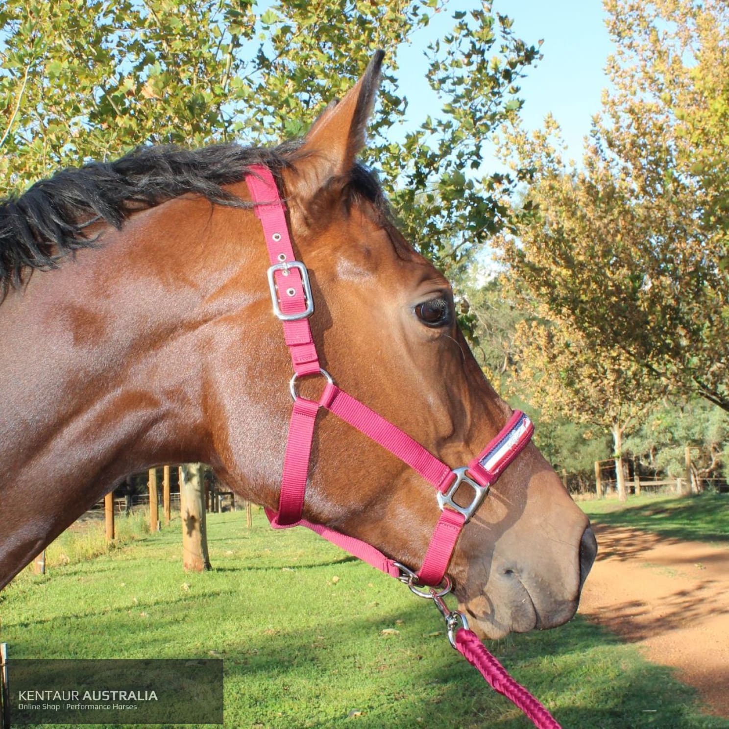 Kentaur ’Fleece’ Halter Full / Red Halters &amp; Flyveils