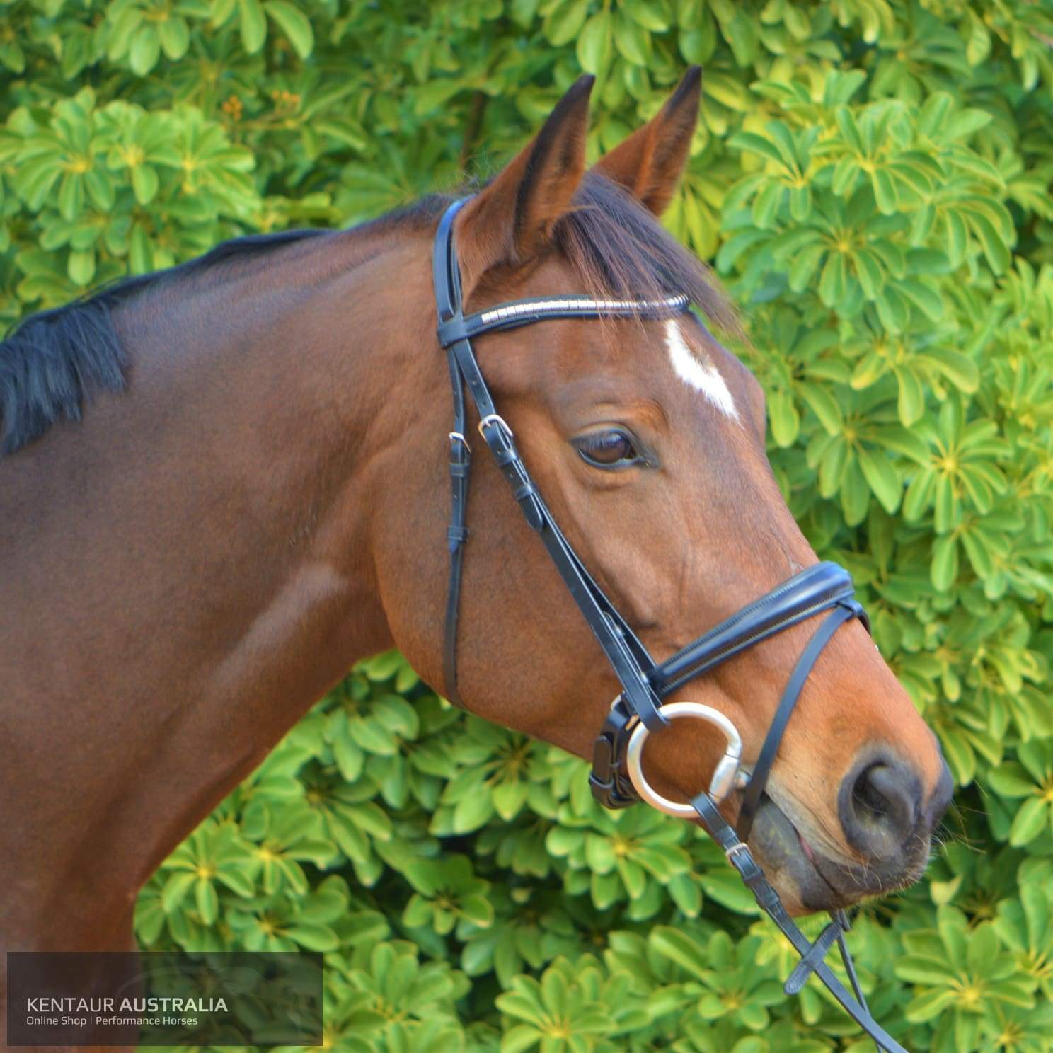 Kentaur Dressage Bridle Griffin Bridles