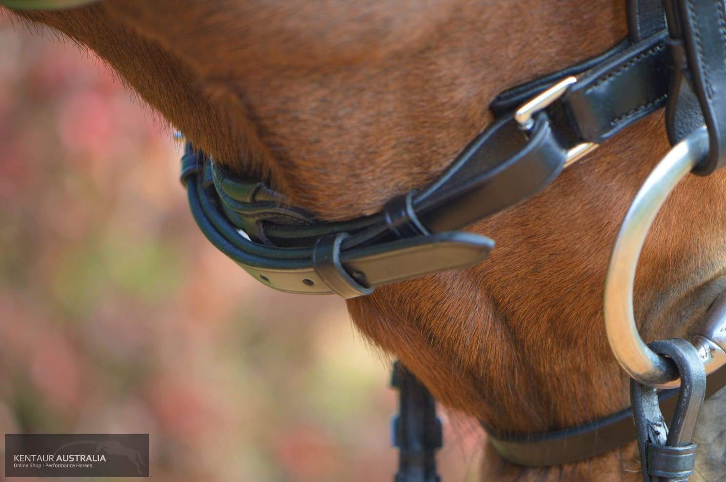 Kentaur Dressage Bridle Griffin Bridles