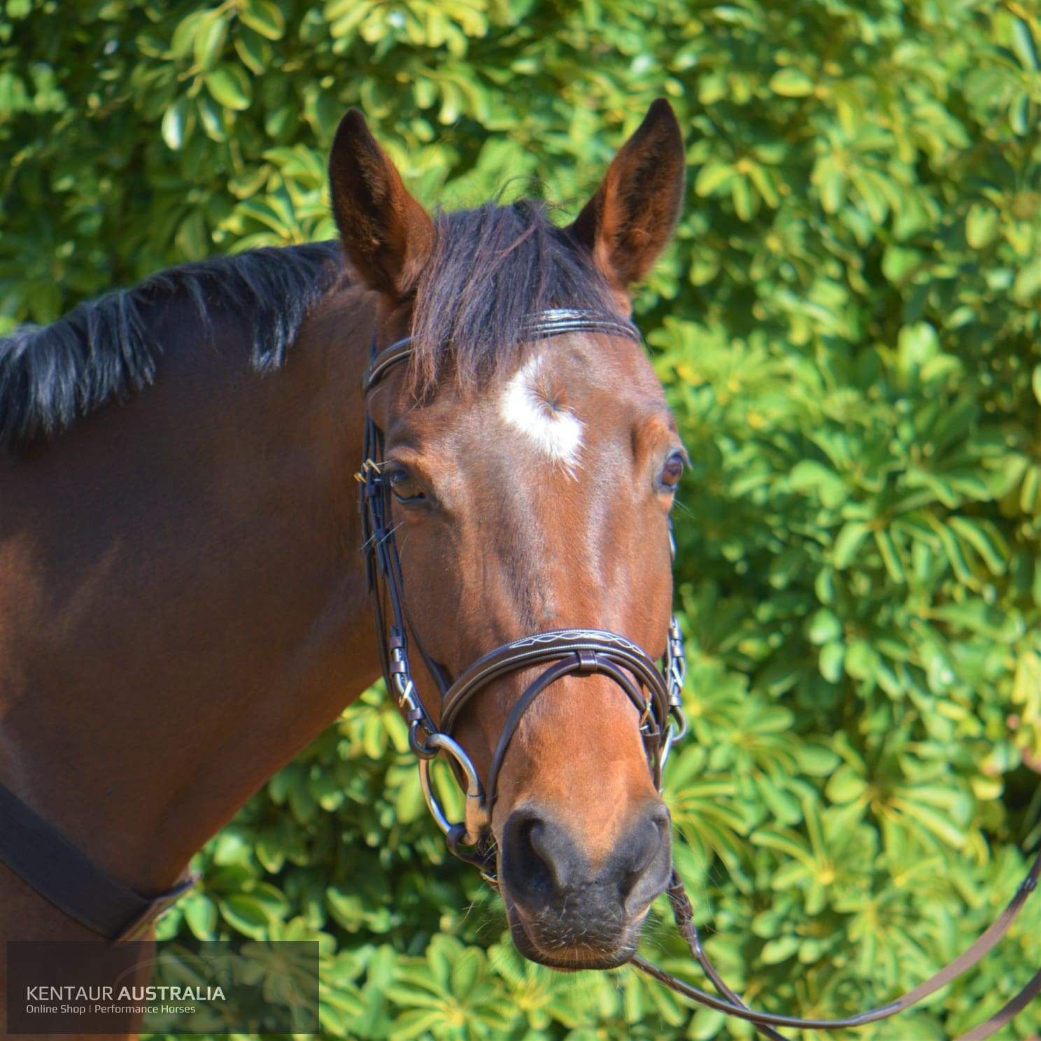 Kentaur Hanoverian Bridle With Decorative Stitching (Horse) Bridles