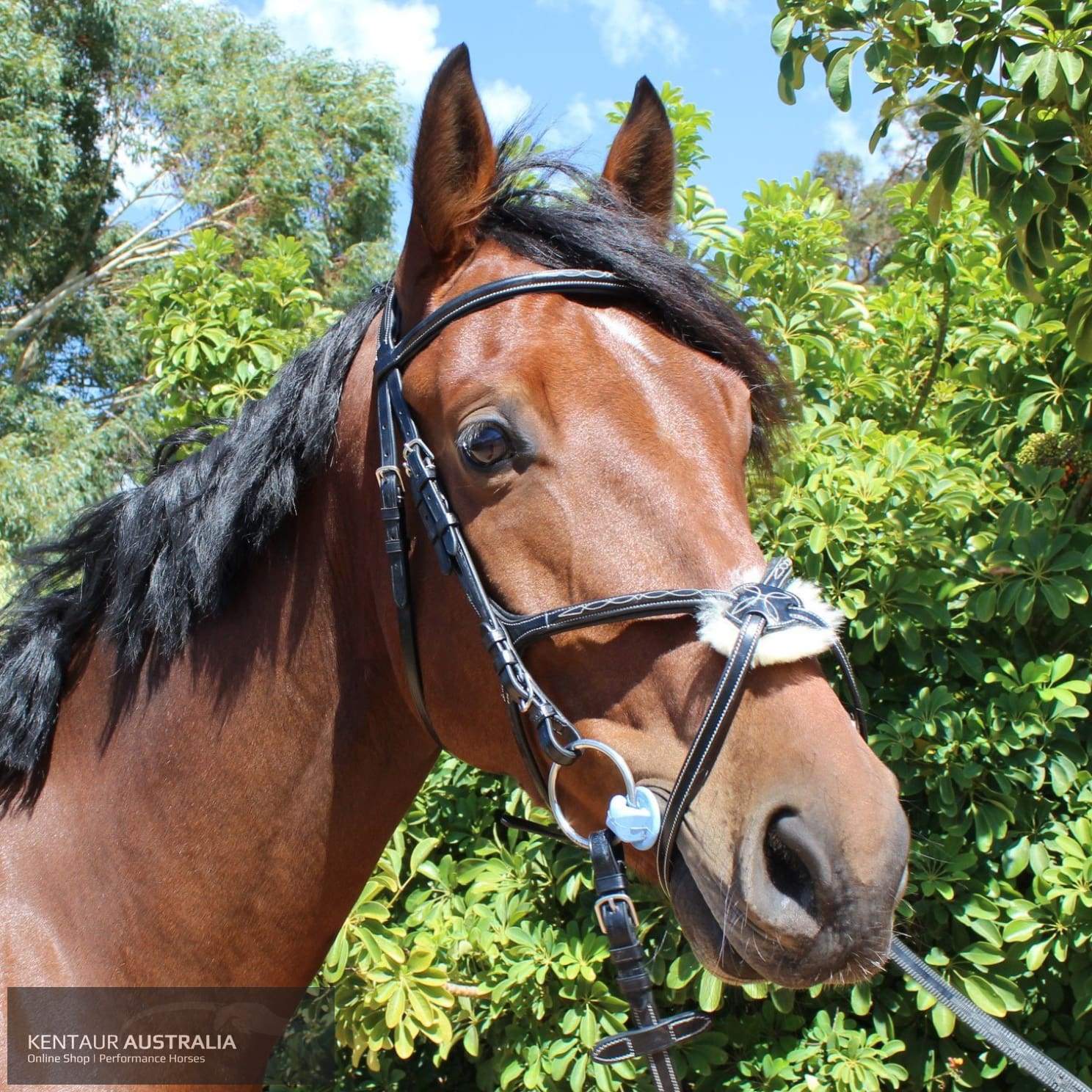 Kentaur Knoxville Bridle Black / Full Bridles