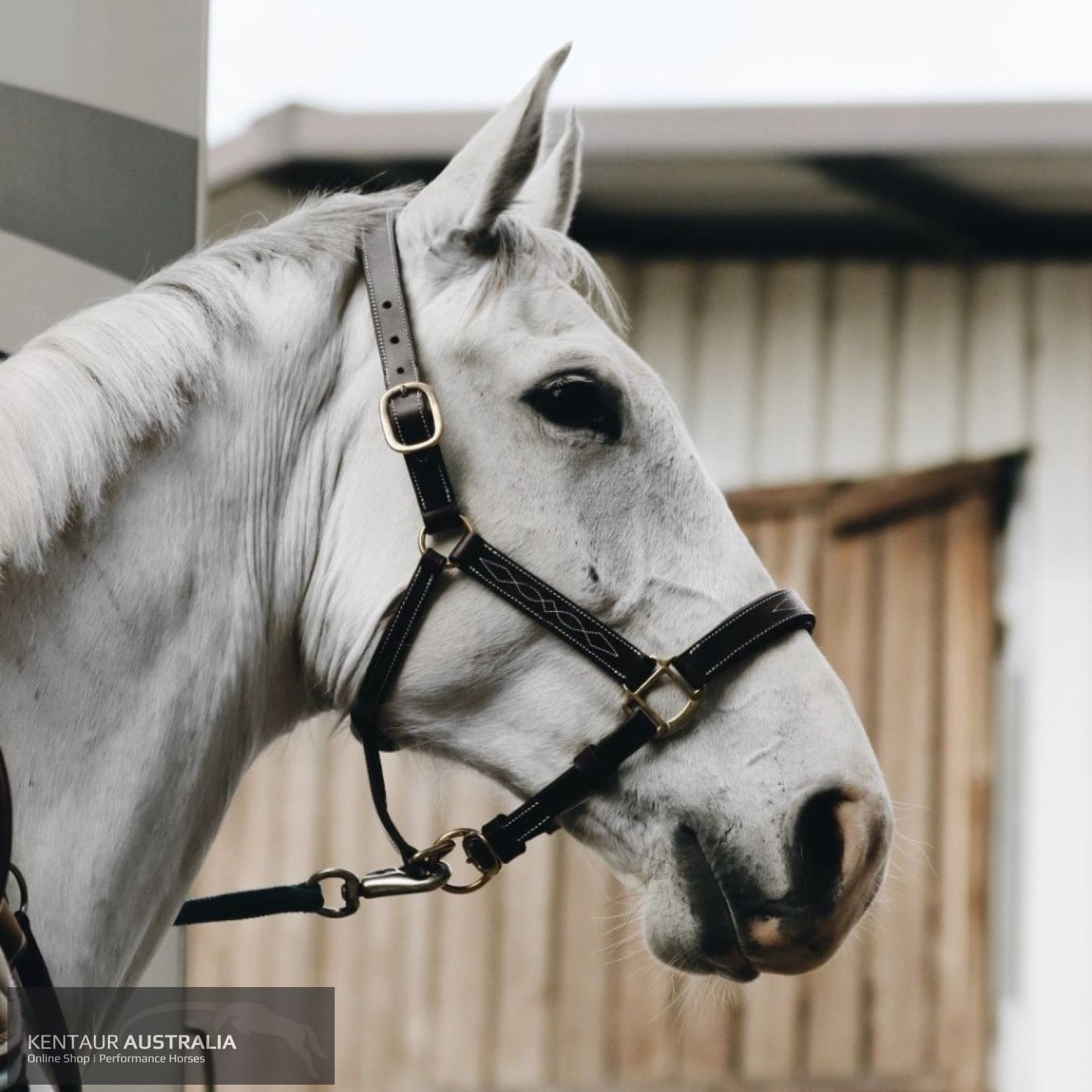 Kentaur Leather Halter With Stitching Halters &amp; Flyveils