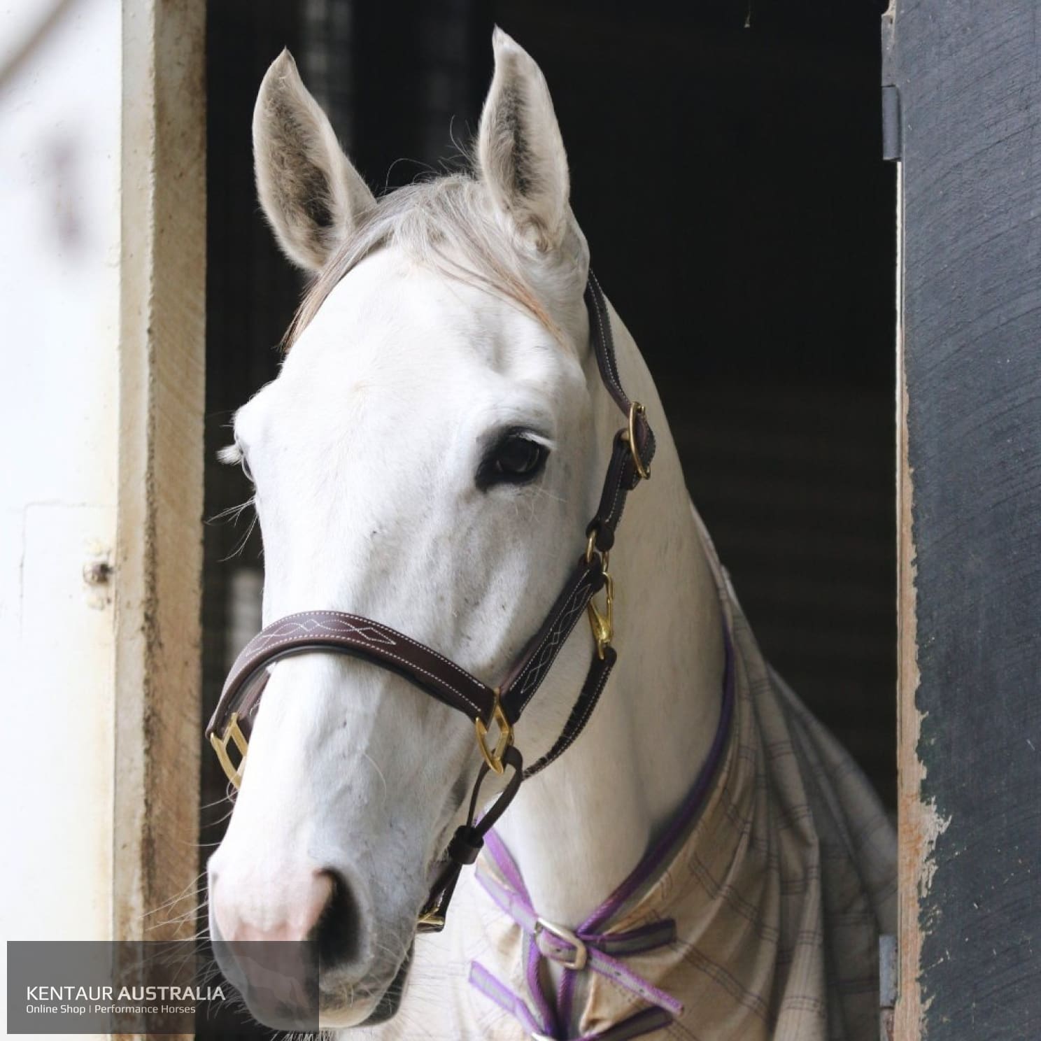 Kentaur Leather Halter With Stitching Halters & Flyveils