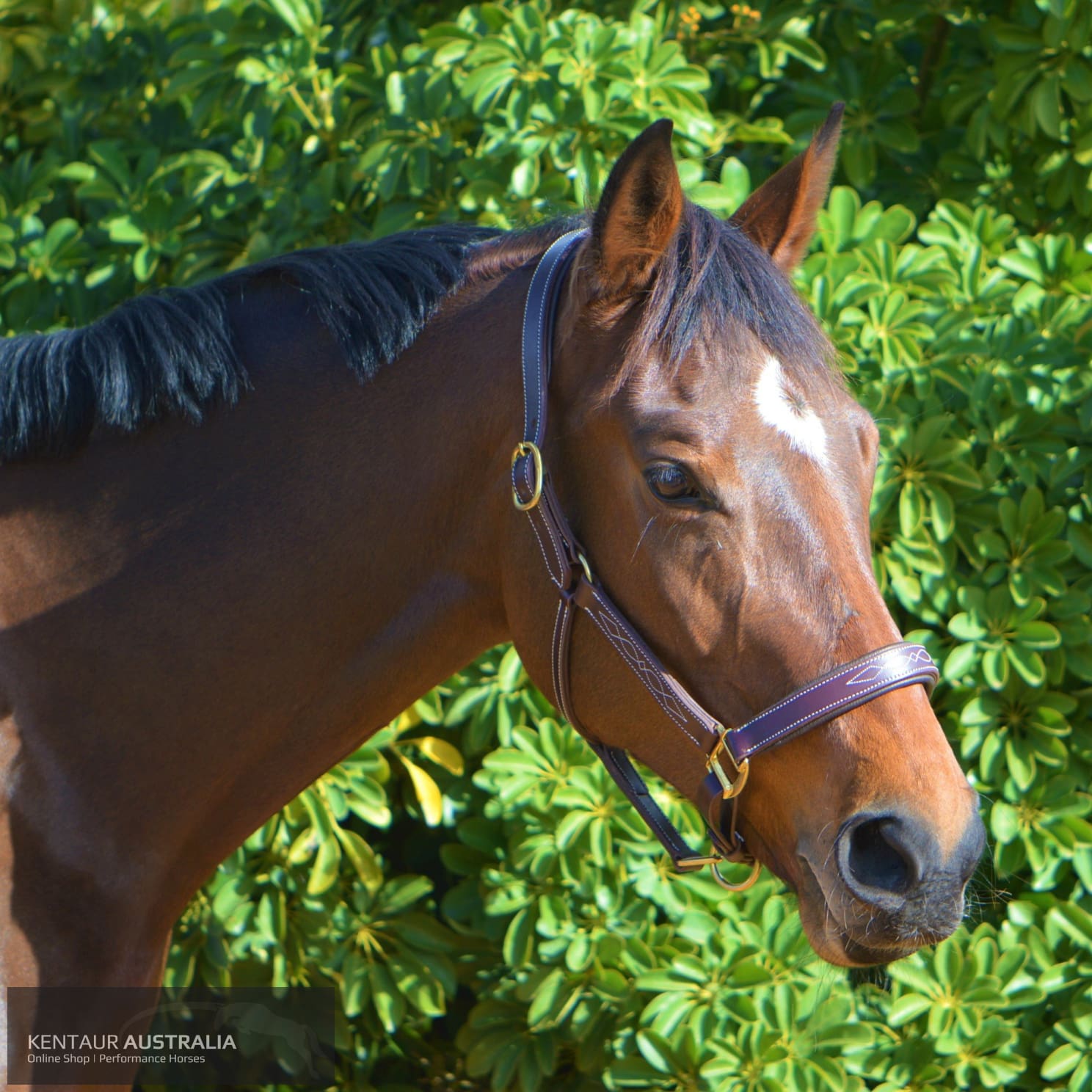 Kentaur Leather Halter With Stitching Halters & Flyveils