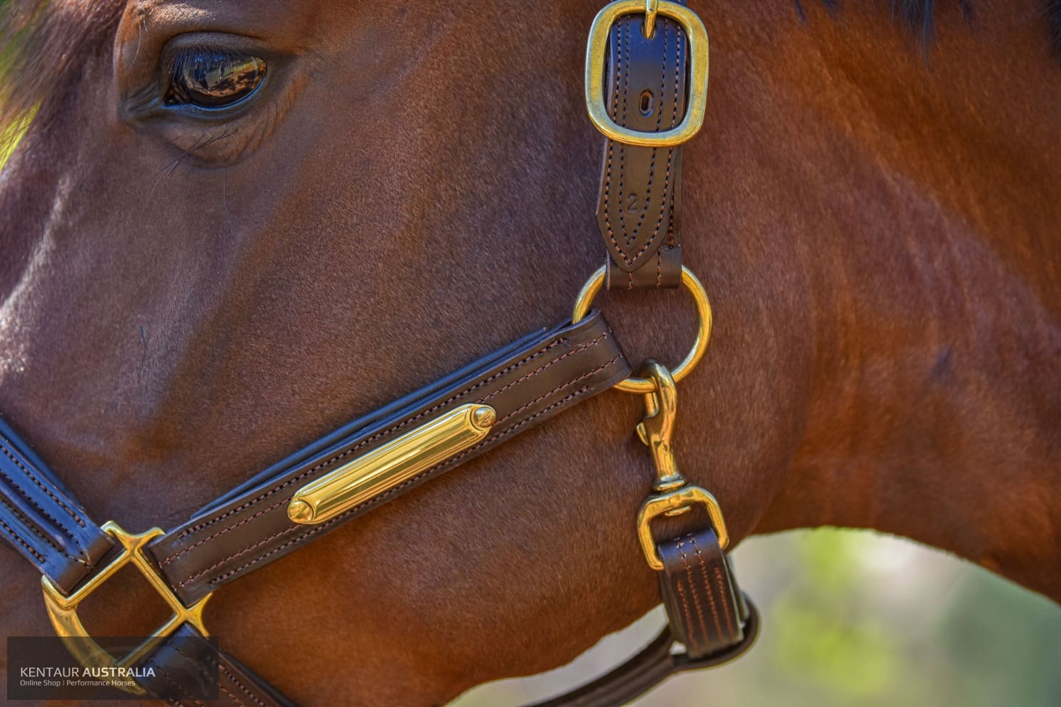 Kentaur Leather Name Plate Halter Halters &amp; Flyveils