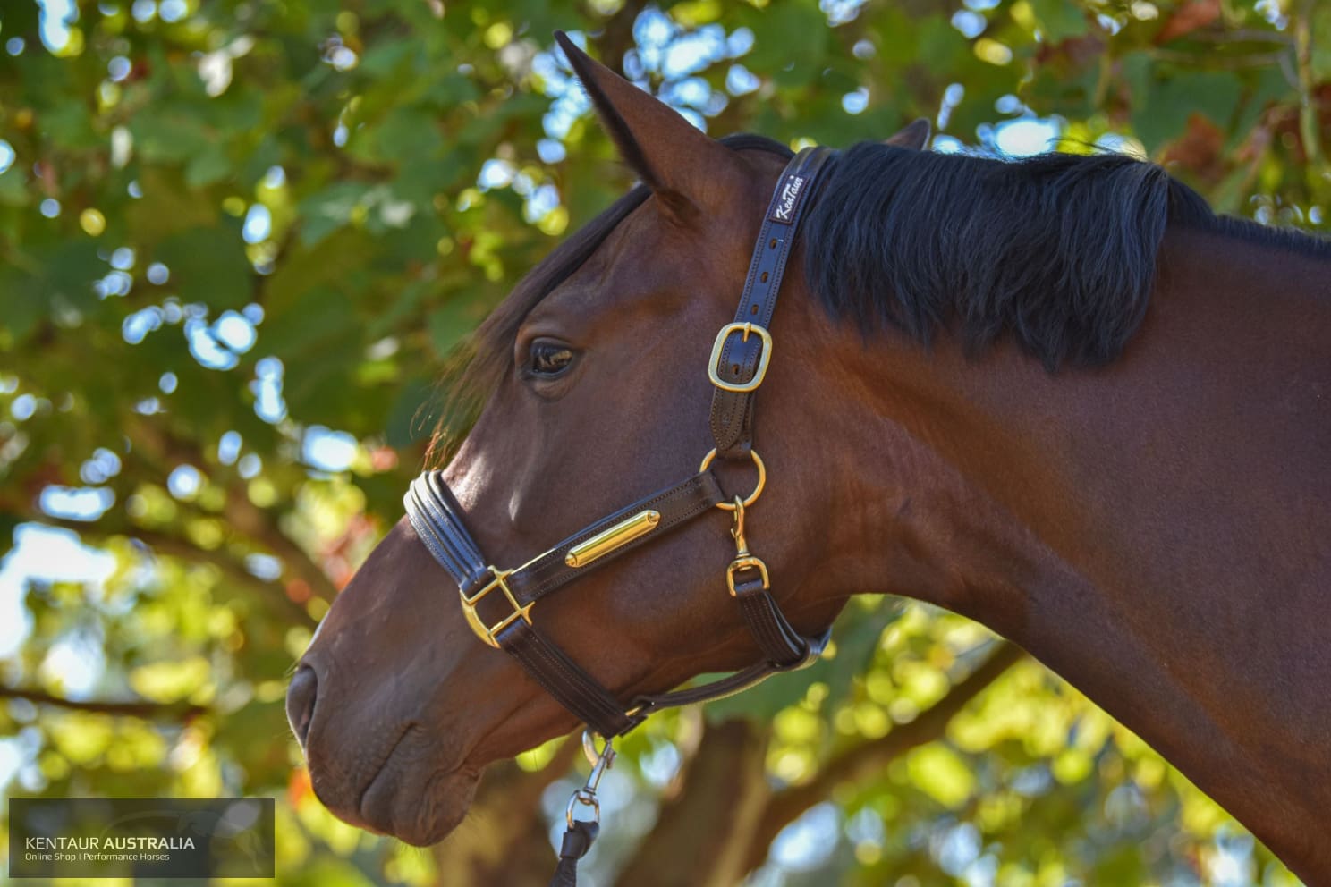 Kentaur Leather Name Plate Halter Halters &amp; Flyveils