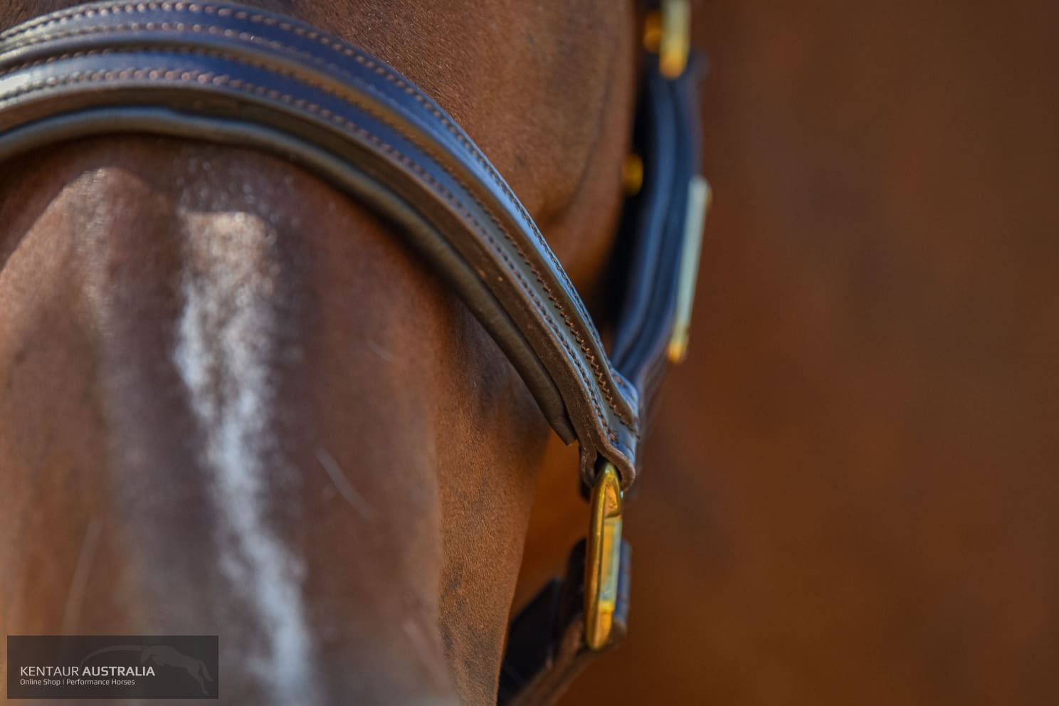 Kentaur Leather Name Plate Halter Halters &amp; Flyveils