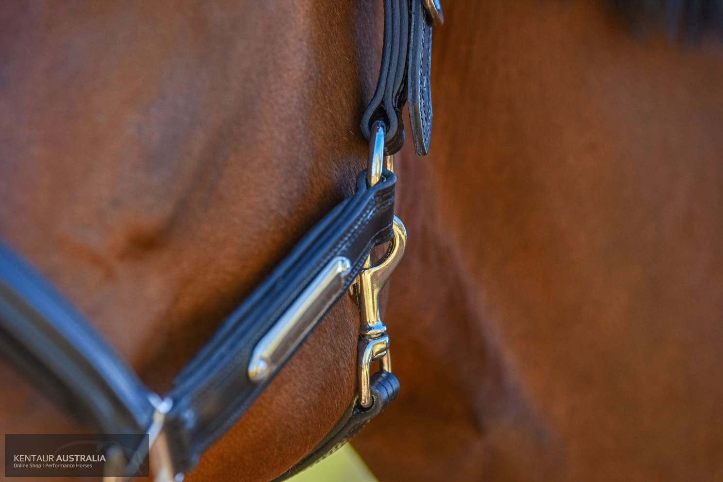 Kentaur Leather Name Plate Halter Halters & Flyveils