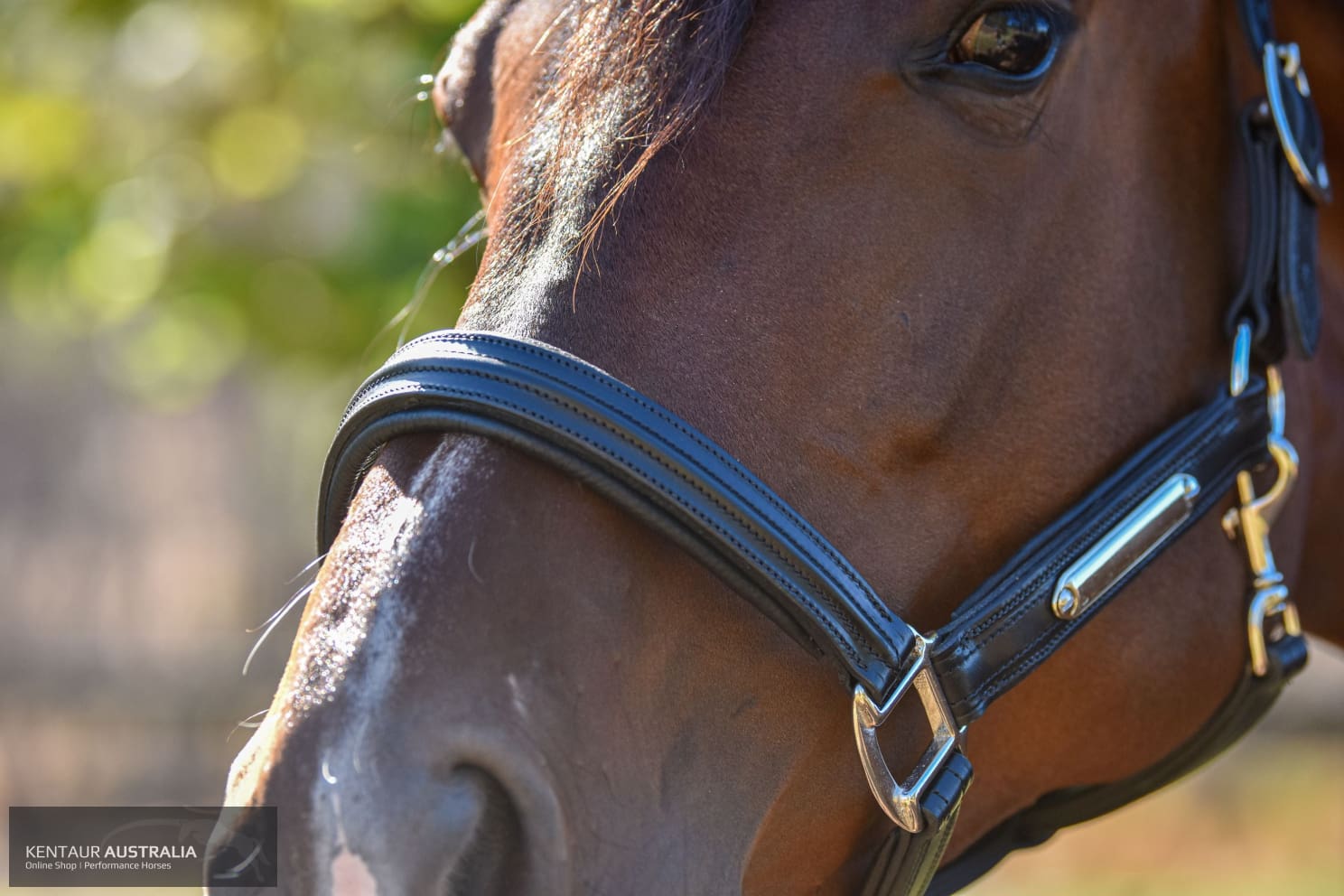 Kentaur Leather Name Plate Halter Halters &amp; Flyveils