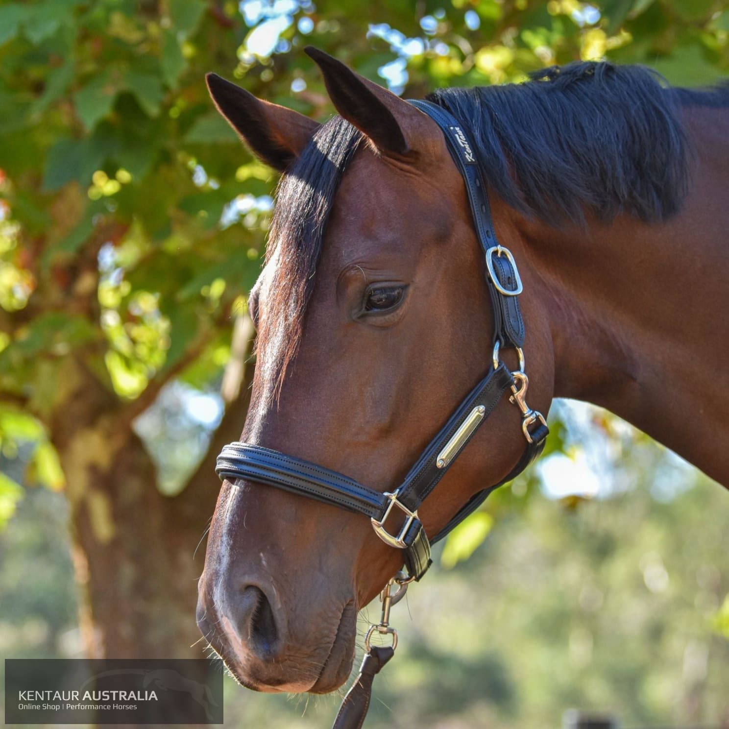 Kentaur Leather Name Plate Halter Black / Full Halters & Flyveils