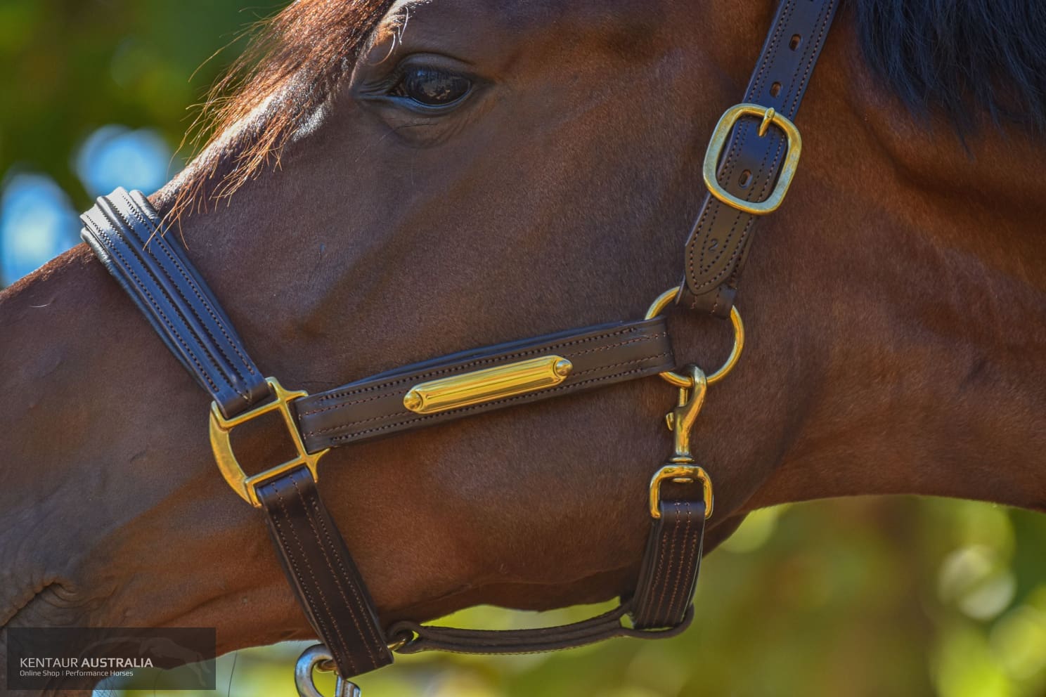 Kentaur Leather Name Plate Halter Dark Brown / Full Halters & Flyveils