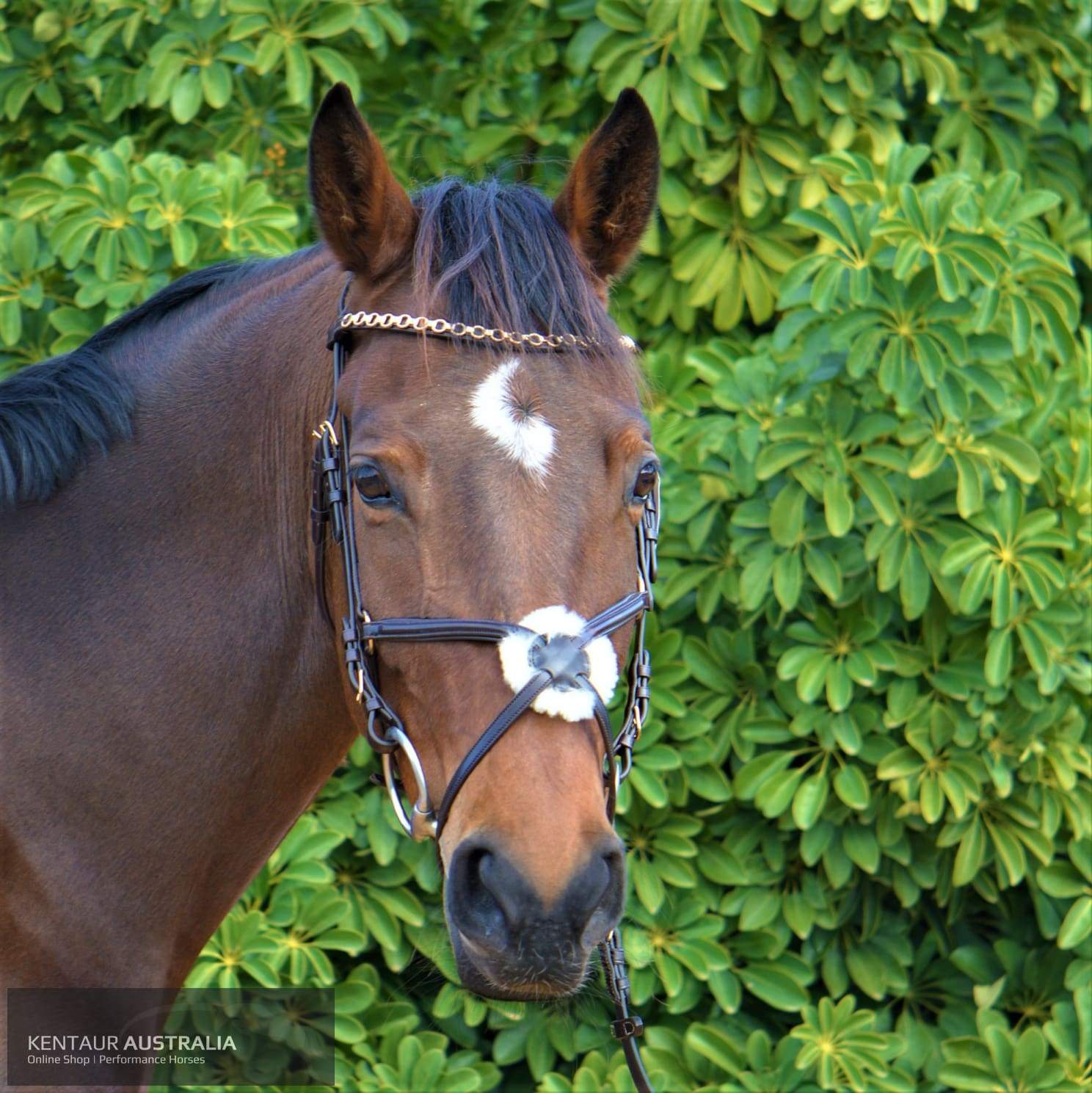 Kentaur Grackle Bridle With Chain Link Browband Bridles