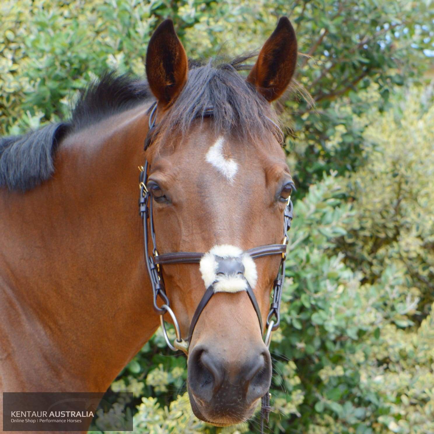 Kentaur Grackle Bridle With Plain Padded Browband And Nosepiece Bridles